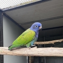 Proven male Blue head Pionus