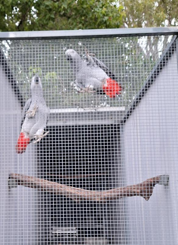2024 African grey pair