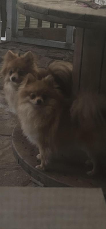 Tiny adult Pomeranian girls