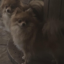 Tiny adult  Pomeranian girls