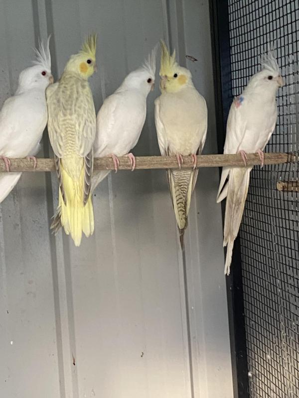 COCKATIELS whiteface platinum pied & pastleface platinum pearl babies