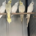 COCKATIELS whiteface platinum pied & pastleface platinum pearl babies