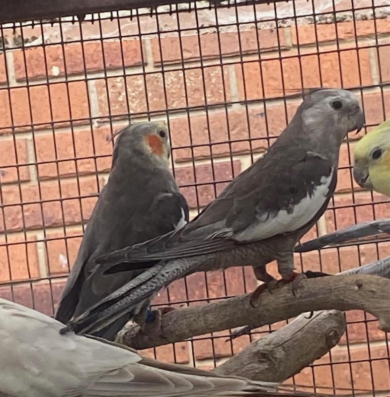 COCKATIELS whiteface adult males
