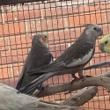 COCKATIELS whiteface adult males