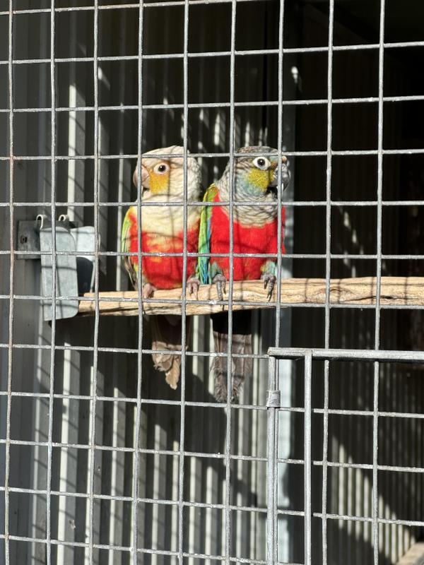 Cinnamon crimson belly conure