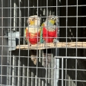 Cinnamon crimson belly conure