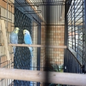 2 budgies and 2 cages for sale