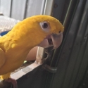 4 yr old GOLDEN CONURE pair