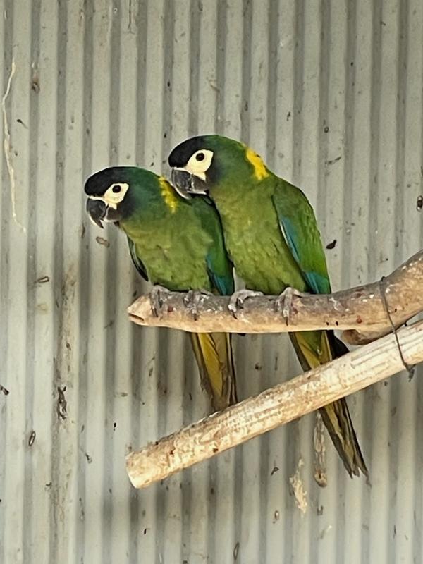 Yellow collared macaw pair