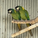 Yellow collared macaw pair