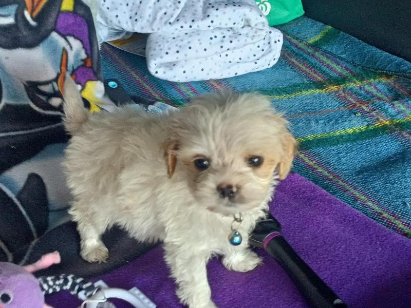 Gorgeous Tiny Toy Cavoodles PRICE DROP