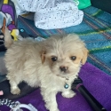 Gorgeous Tiny Toy Cavoodles    PRICE DROP