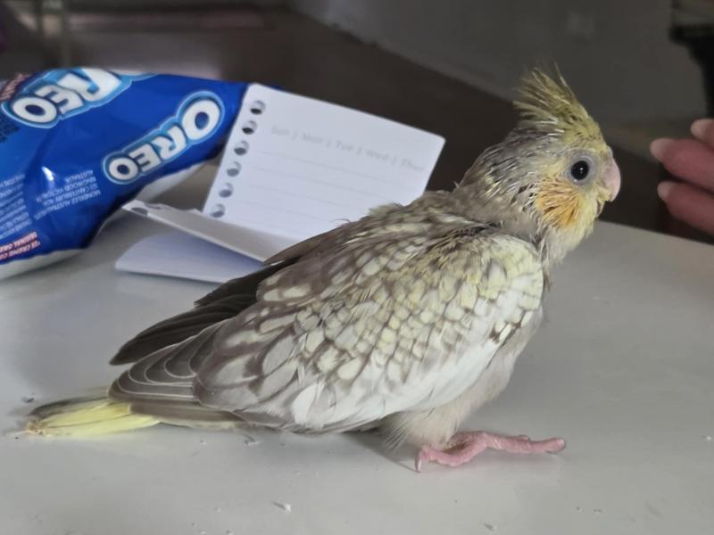 Cockatiel cinnamon pearl mutation