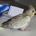 Cockatiel cinnamon pearl mutation
