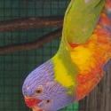Cinnamon rainbow lorikeets