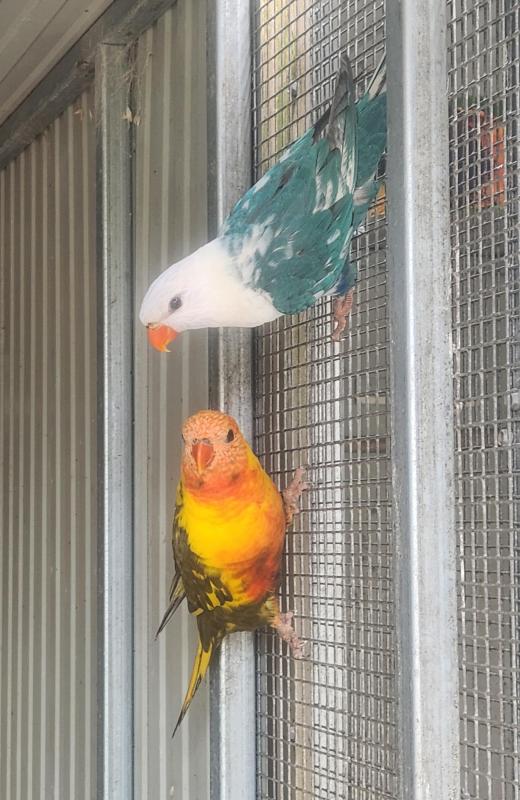 Blue Pied Rainbow Lorikeet pair