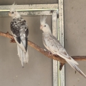 Whiteface Cockatiels