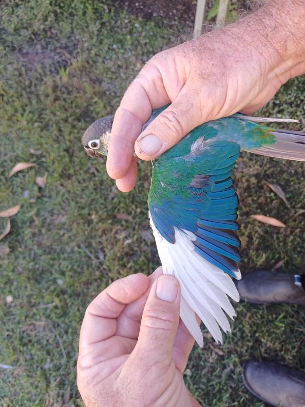 Pied Green Cheeks