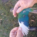 Pied Green Cheeks