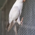 Opaline Pallid Quakers