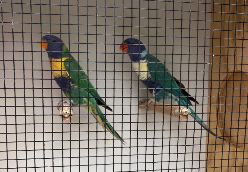 Parblue Blue Rainbow Lorikeets