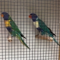 Parblue Blue Rainbow Lorikeets