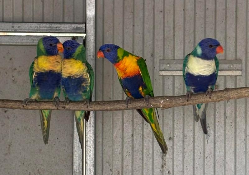 Parblue Blue Rainbow Lorikeets
