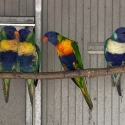 Parblue Blue Rainbow Lorikeets