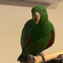 Male Eccky-Tame