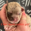 Rare Choc Merle Yorkshire terrier puppies