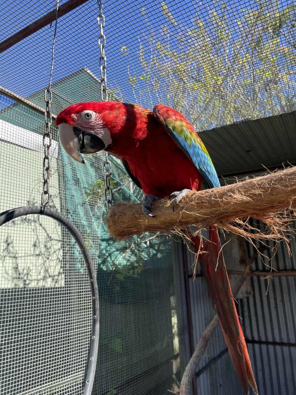 Green wing Macaws