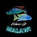 LAKE MALAWI AFRICAN CICHLIDS