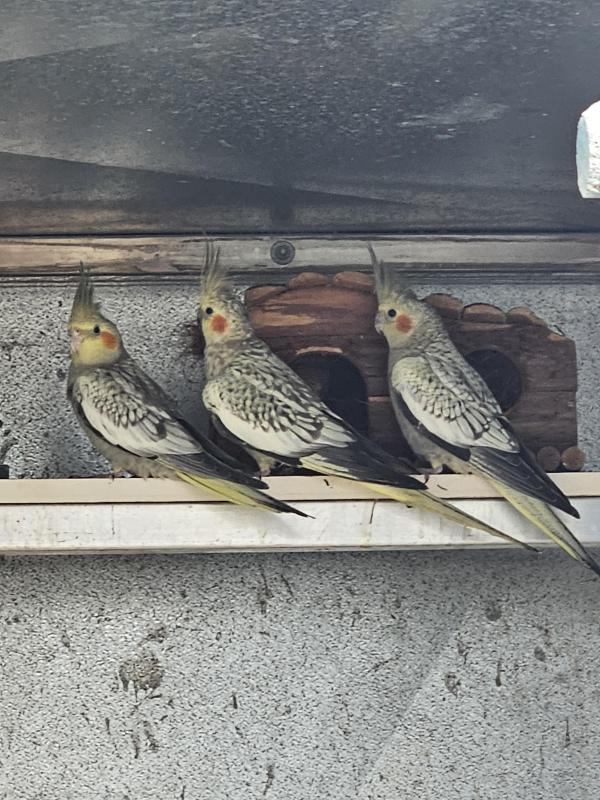 Aviary Cockatiels