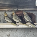 Aviary Cockatiels