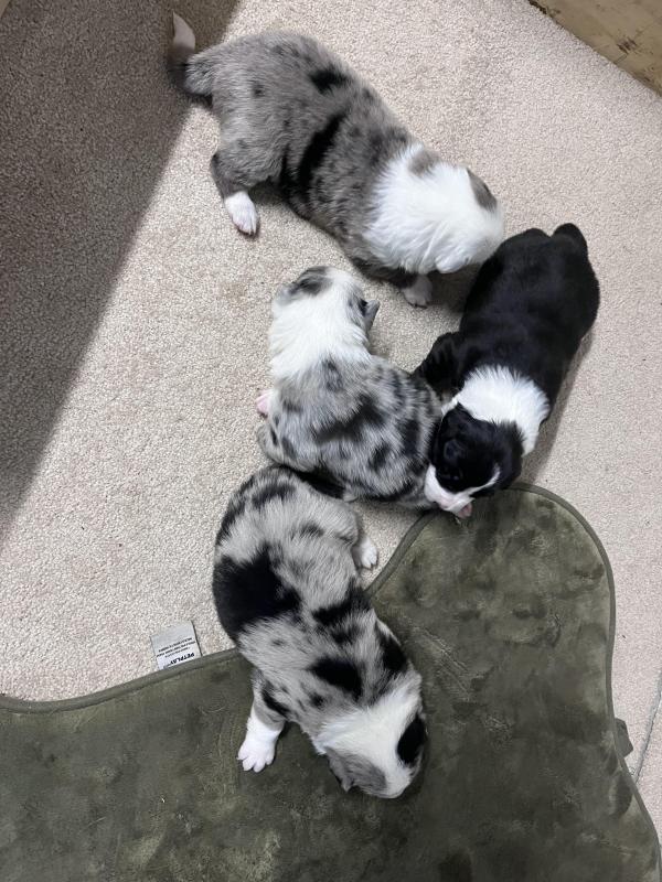 Merle Border Collie Puppies