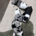 Merle Border Collie Puppies