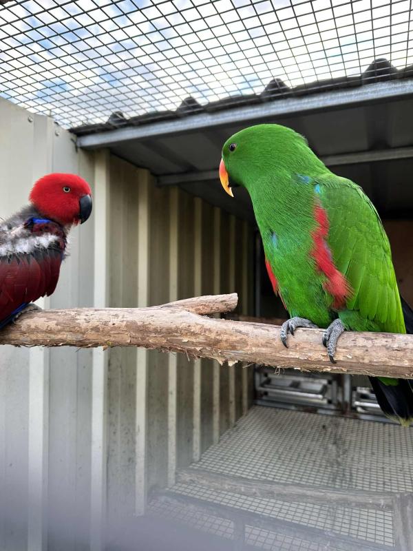 Grand Eclectus breeding pair