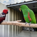 Grand Eclectus breeding pair