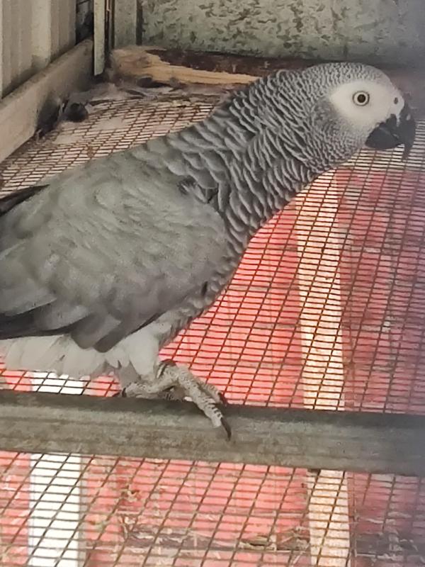 Rising 3yr African Grey Hen
