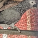 Rising 3yr African Grey Hen