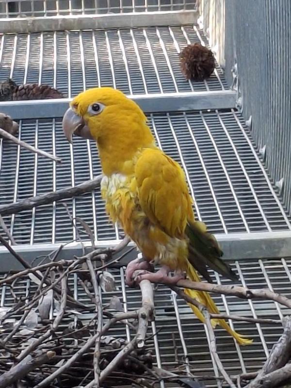 MALE Golden Conure rising 4 year old