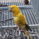 MALE Golden Conure rising 4 year old