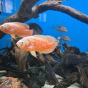 Chilli red pepper and Super Red tiger oscar