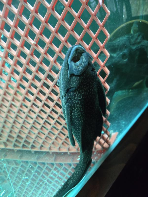 35cm Goldspot pleco