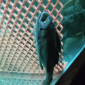 35cm Goldspot pleco