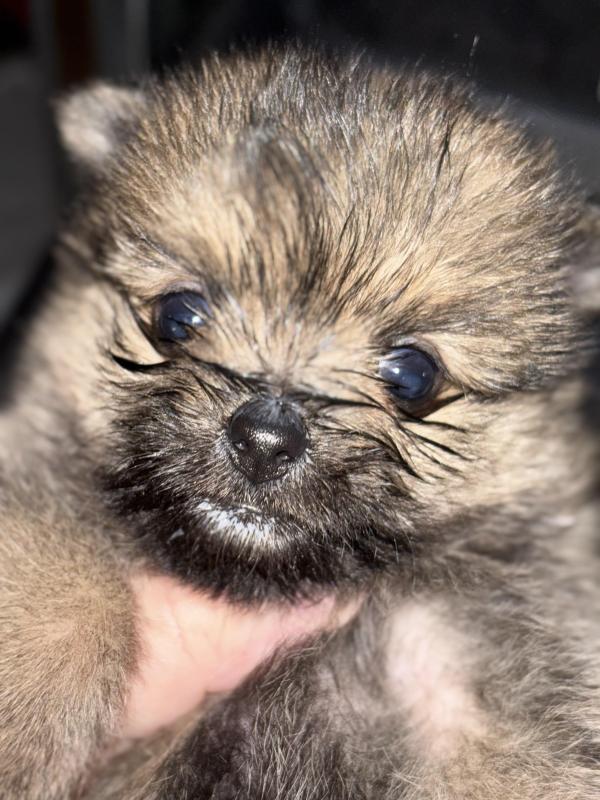 Female Pomeranian x Jack Russell pup