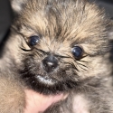 Female Pomeranian x Jack Russell pup