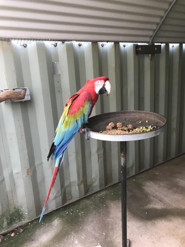 Green wing Macaws