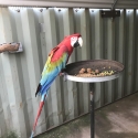 Green wing Macaws