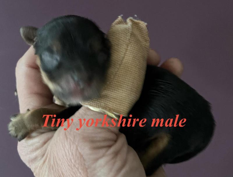 Tiny Yorkshire terrier male puppies